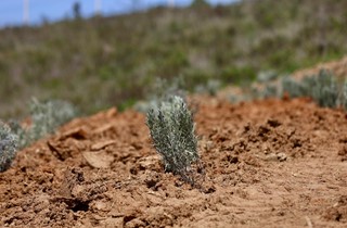 Gemlik Belediyesi Lavanta Bahçesi Kuruyor